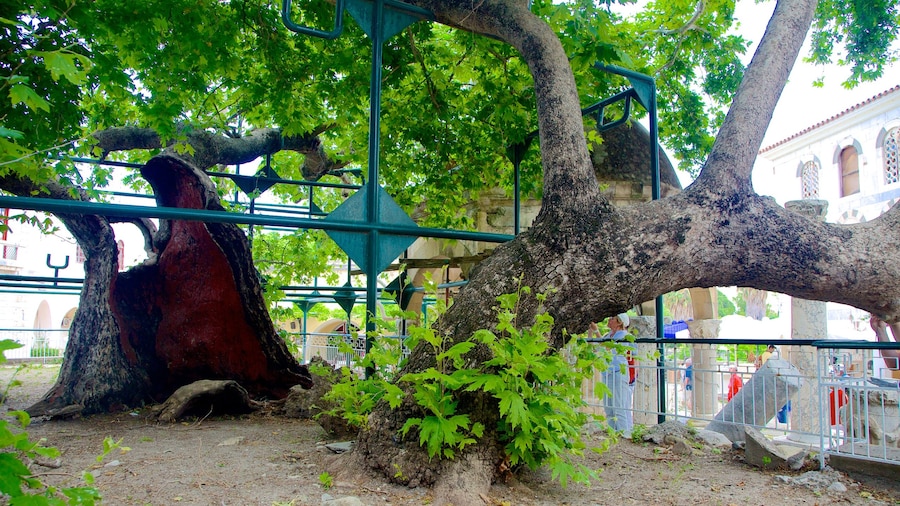 Tree of Hippocrates