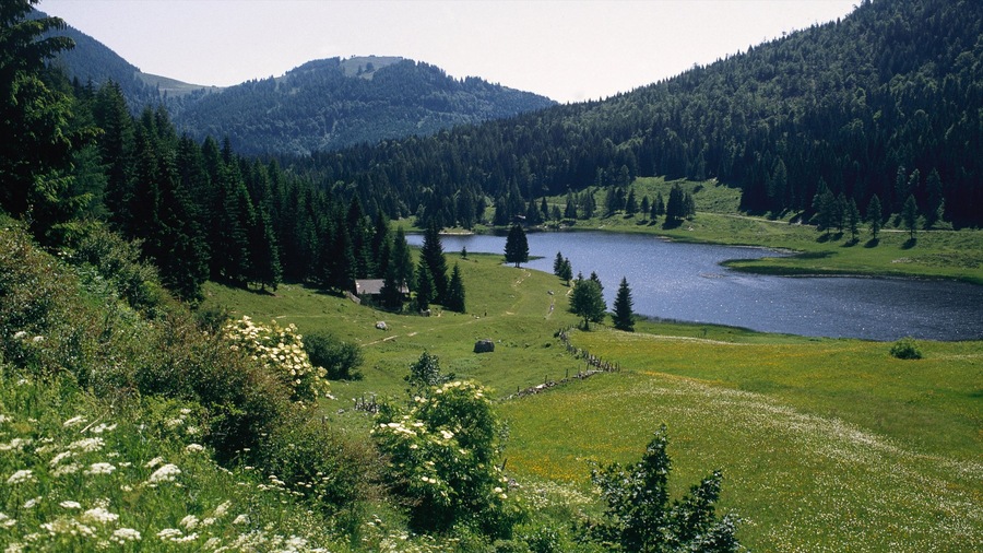 Golling an der Salzach mostrando bosques y un río o arroyo