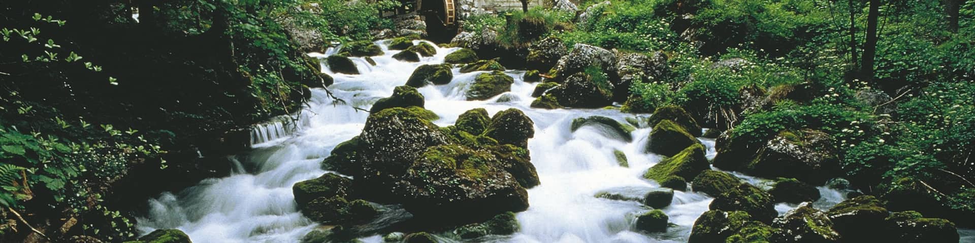 Golling an der Salzach which includes forest scenes, a river or creek and rapids