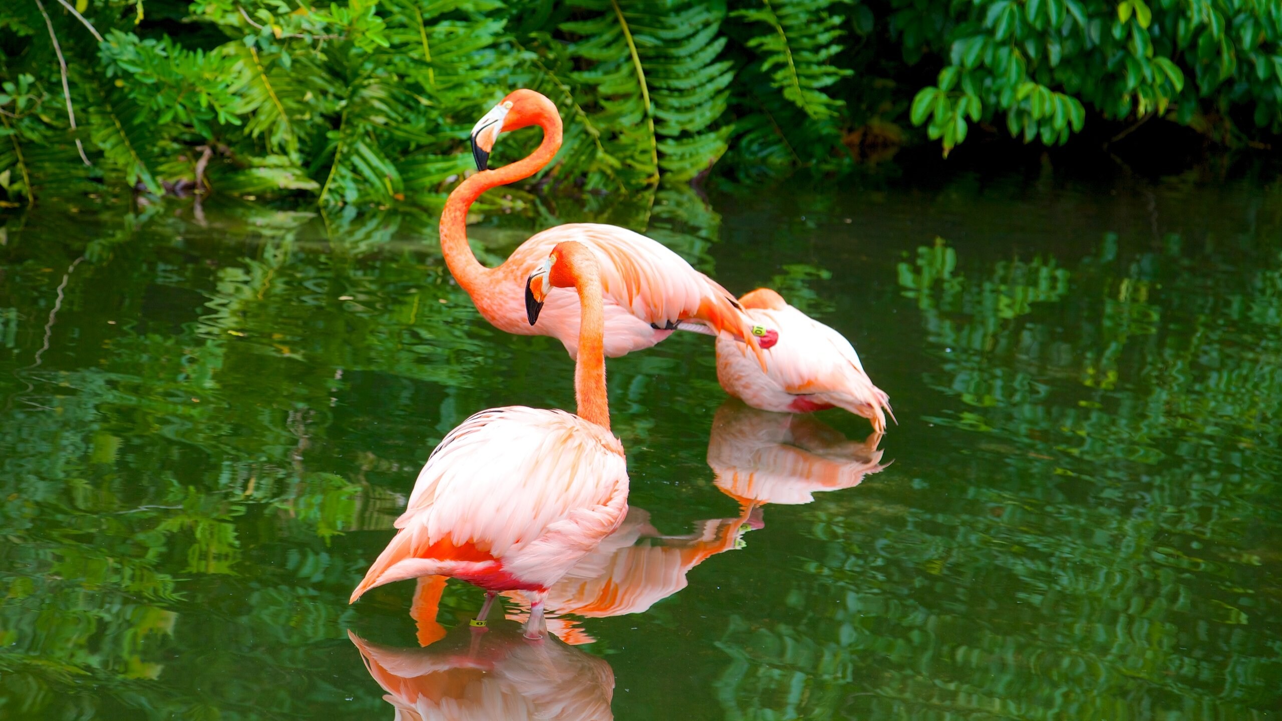 Florida featuring bird life