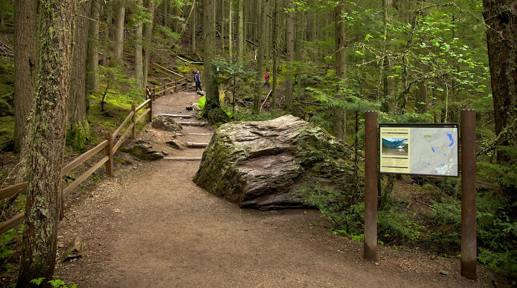 Western Montana featuring forests and signage