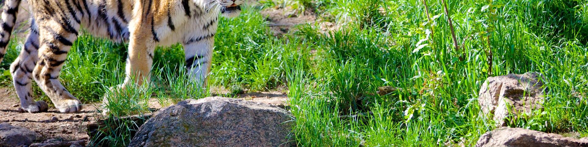 Cheyenne Mountain Zoo which includes dangerous animals and zoo animals