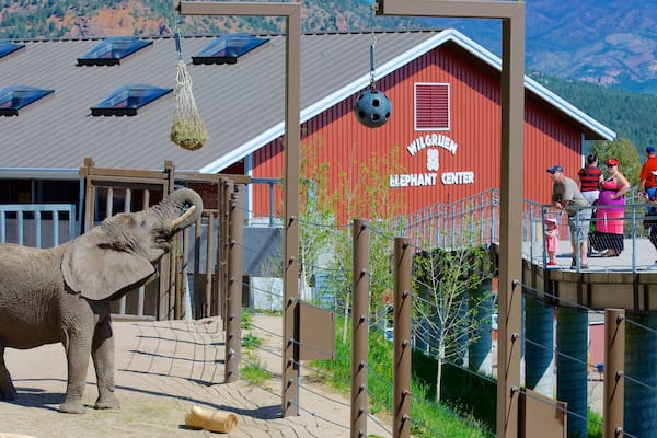 Zoo de Cheyenne Mountain montrant animaux de zoo et animaux terrestres
