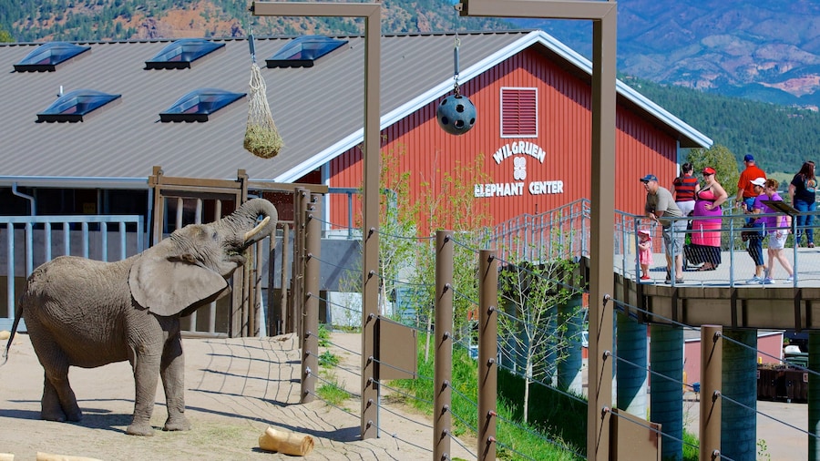 Cheyenne Mountain Zoo featuring zoo animals and land animals