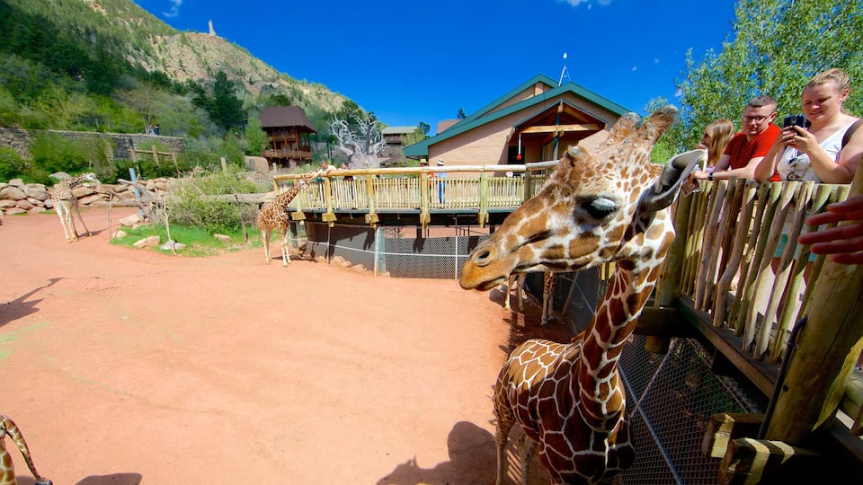 Cheyenne Mountain Zoo which includes zoo animals and land animals