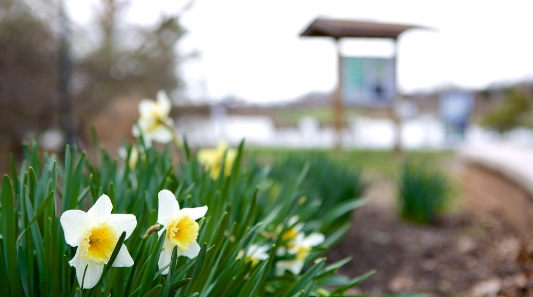 Lake Artemesia which includes flowers