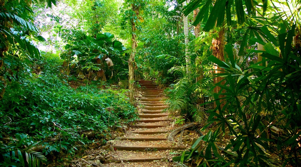 George Brown Darwin Botanic Gardens showing a garden