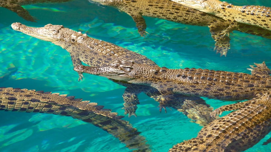 Crocosaurus Cove