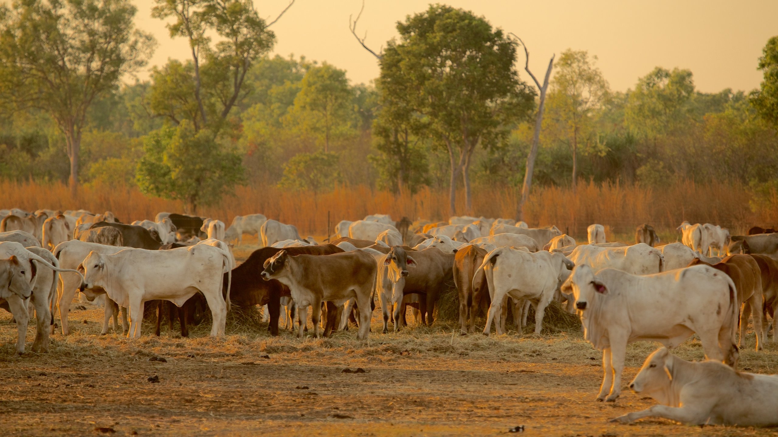 Darwin featuring farmland and land animals