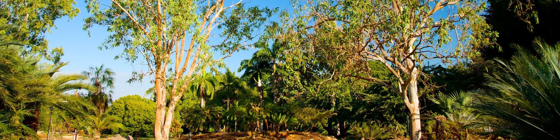 George Brown Darwin Botanic Gardens which includes a garden