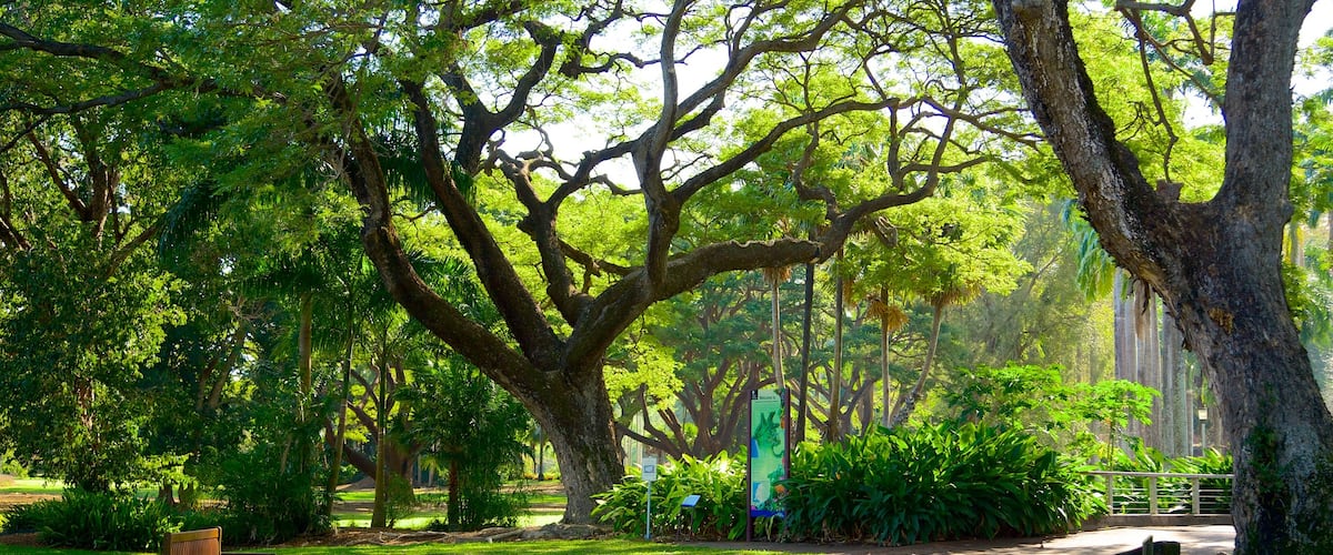 George Brown Darwin Botanic Gardens showing a garden
