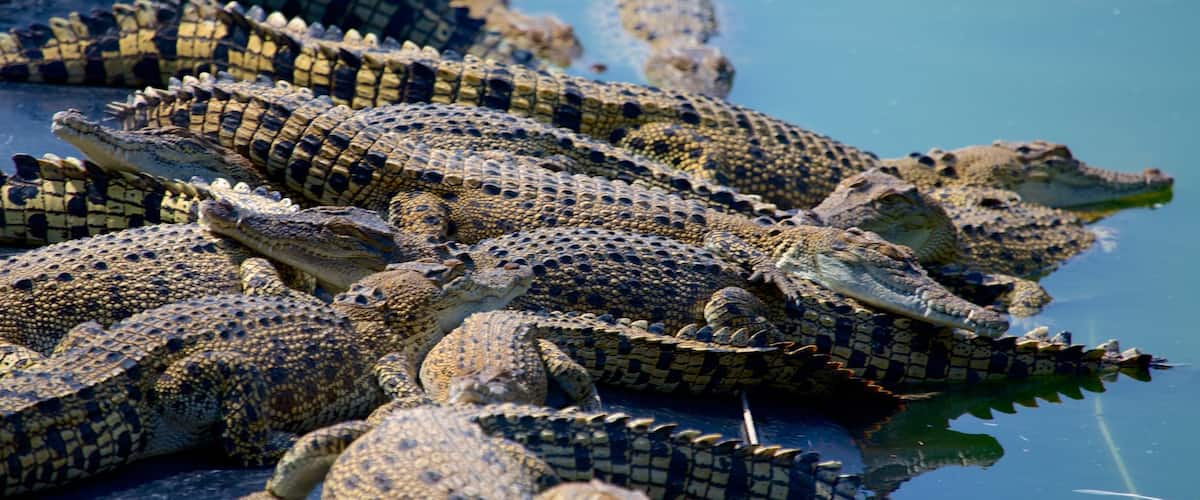 Crocodylus Park showing general coastal views, dangerous animals and zoo animals