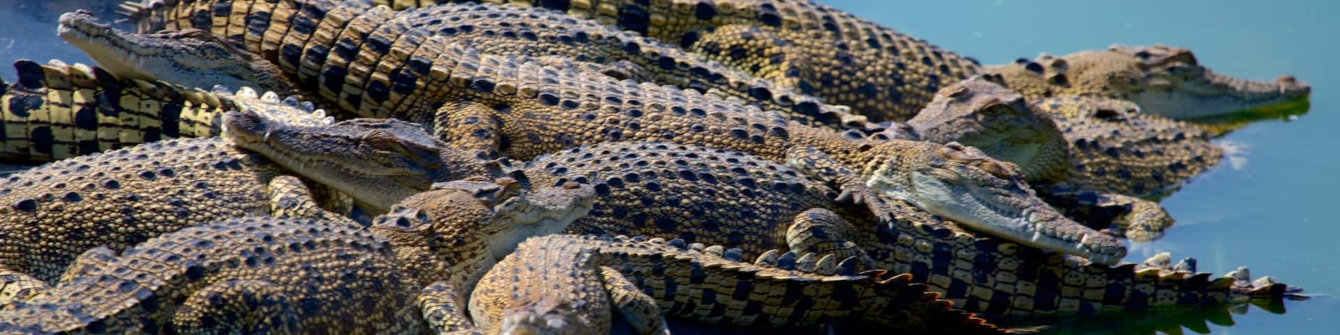 Crocodylus Park showing general coastal views, dangerous animals and zoo animals