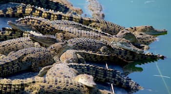 Crocodylus Park som omfatter udsigt over kystområde, dyr fra zoologisk have og farlige dyr