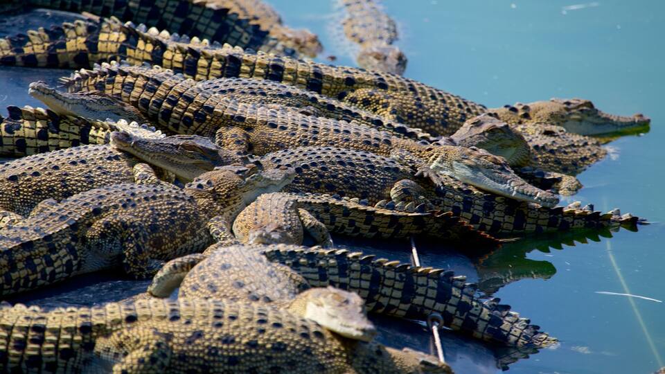 Crocodylus Park ofreciendo animales del zoológico, animales peligrosos y vistas generales de la costa