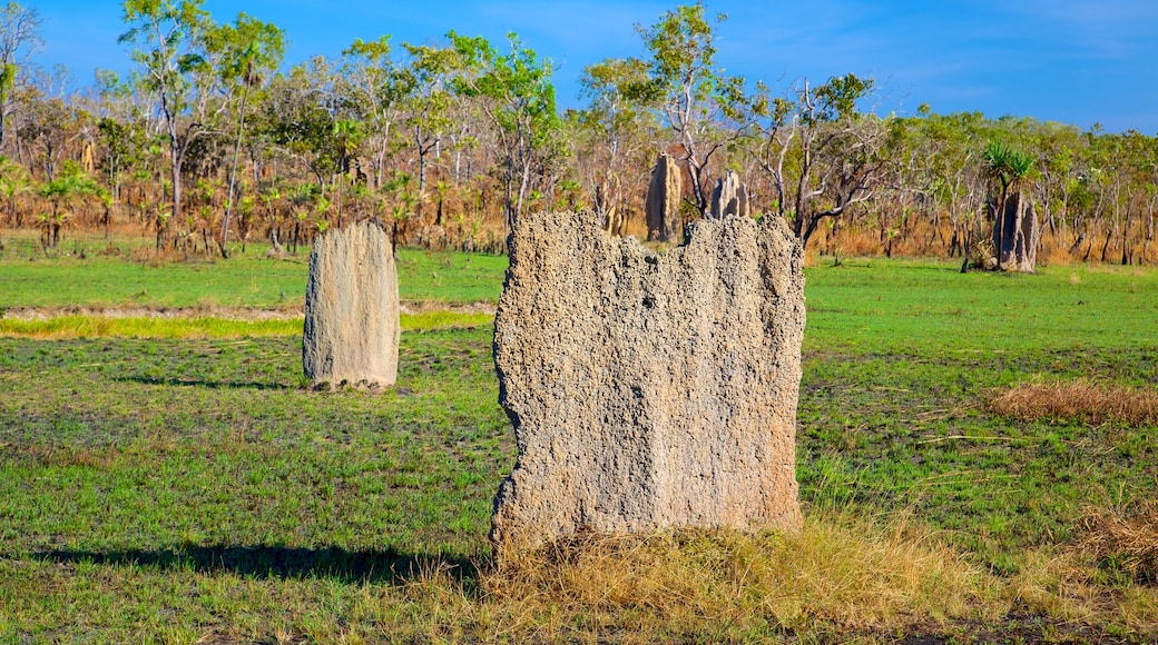 Litchfield National Park que inclui paisagem