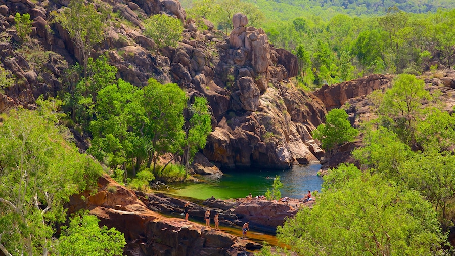Kakadu montrant scĂšnes tranquilles