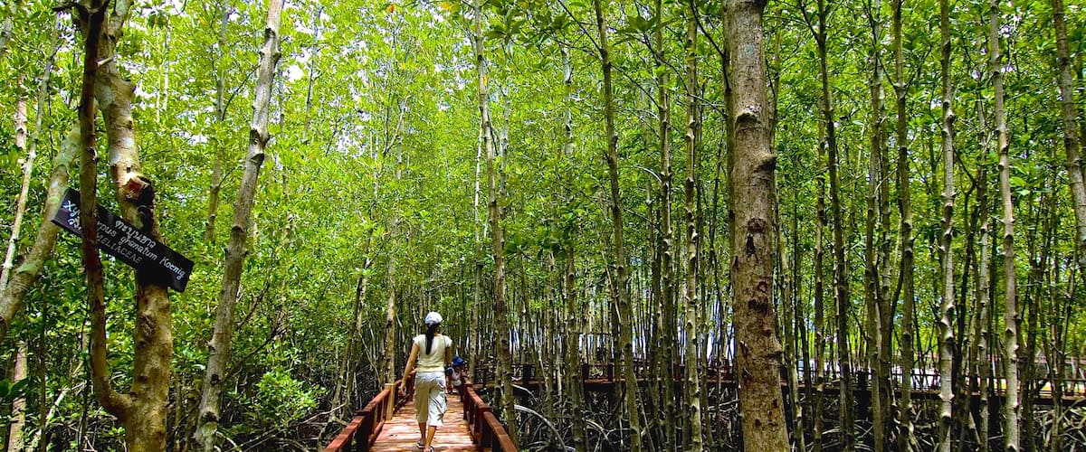 Chumphon featuring hiking or walking, a bridge and forests