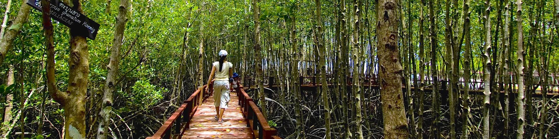 Chumphon featuring hiking or walking, a bridge and forests