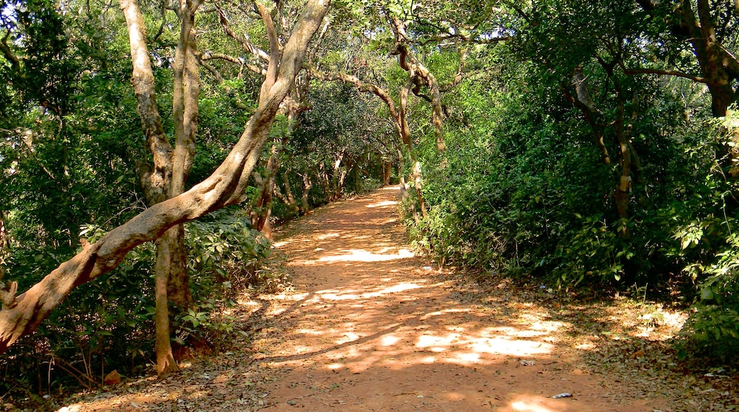 Mahabaleshwar which includes forest scenes