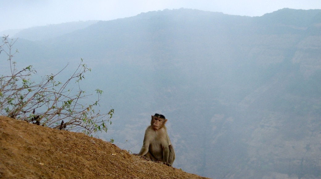 Lonavala featuring mist or fog and cuddly or friendly animals