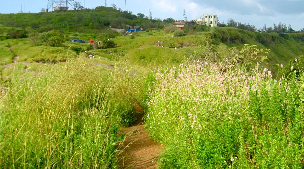 Lonavala mostrando flores silvestres