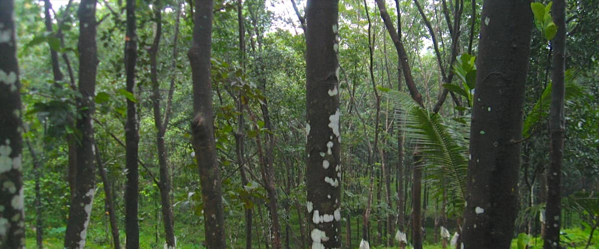 Thekkadi que incluye bosques