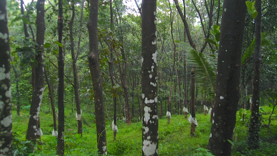Thekkady bevat bos