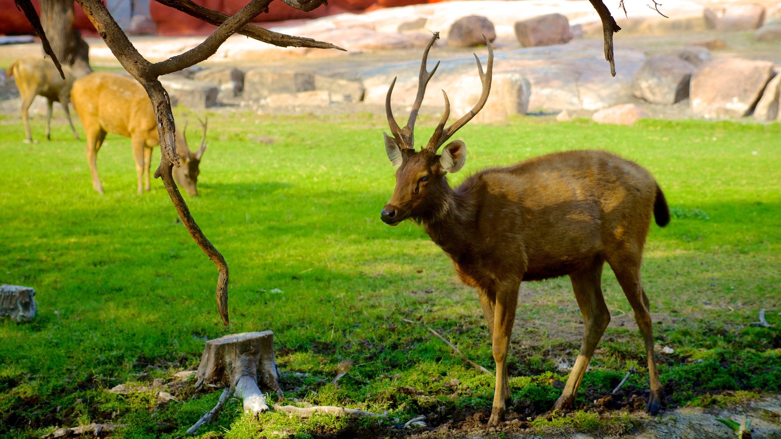 Nehru Zoological Park in Hyderabad | Expedia Nehru Zoological Park in Hyderabad | Expedia