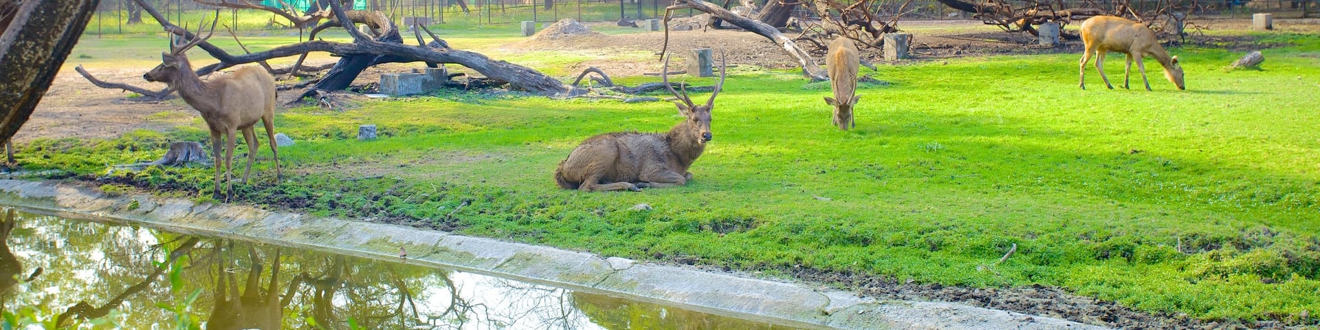 Nehru Zoological Park which includes land animals and zoo animals