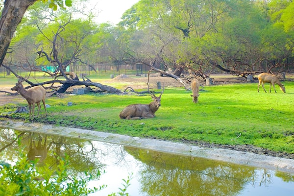 Nehru Zoological Park welches beinhaltet Landtiere und Zootiere