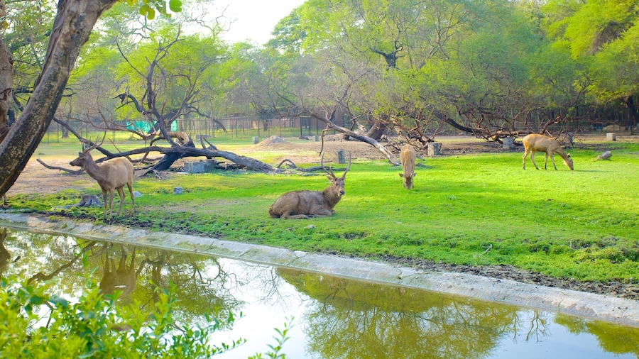 Nehru Zoological Park showing zoo animals and land animals