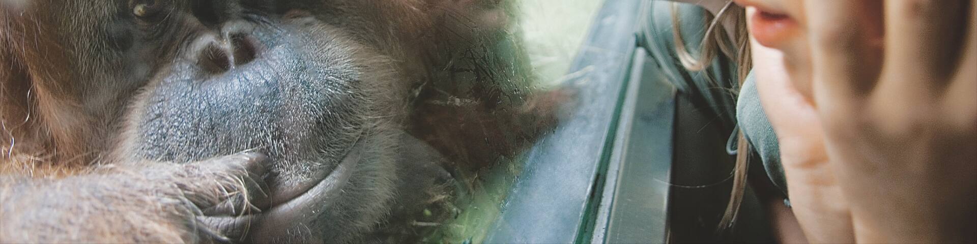 Basel Zoo mit einem niedliche oder freundliche Tiere und Zootiere sowie Kinder