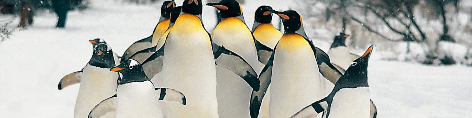 Basel Zoo welches beinhaltet Meeresbewohner, niedliche oder freundliche Tiere und Zootiere