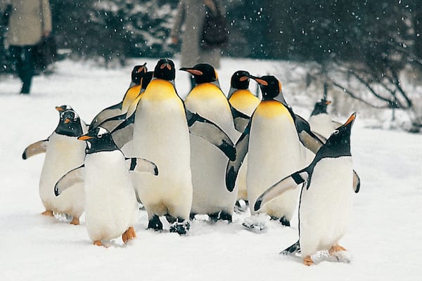 Basel Zoo showing snow, cuddly or friendly animals and marine life