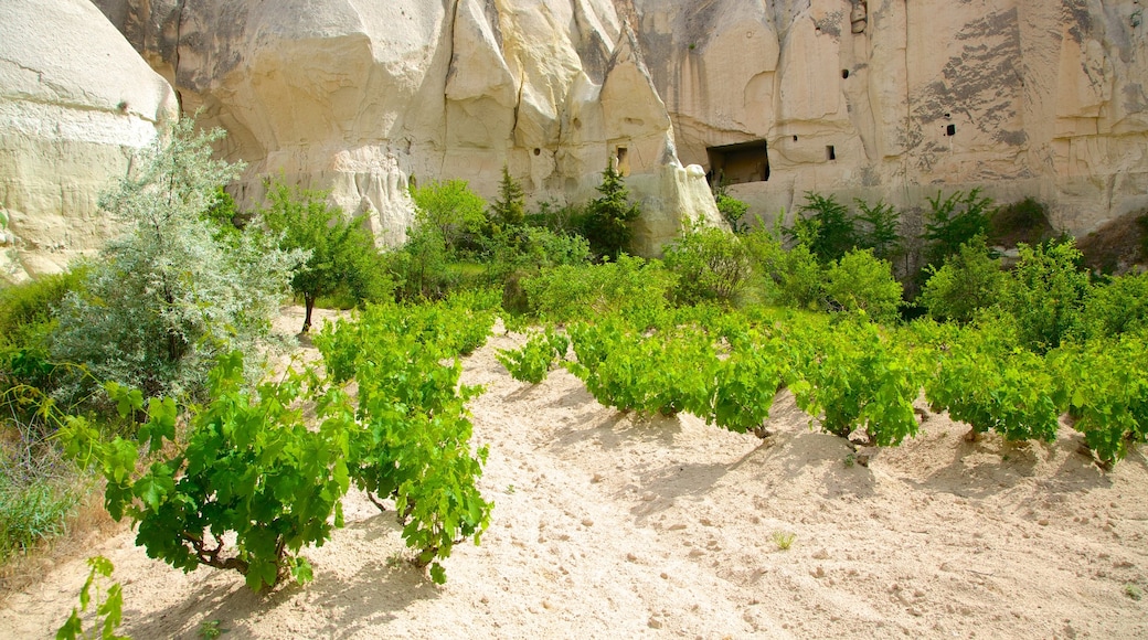 Valle Rojo