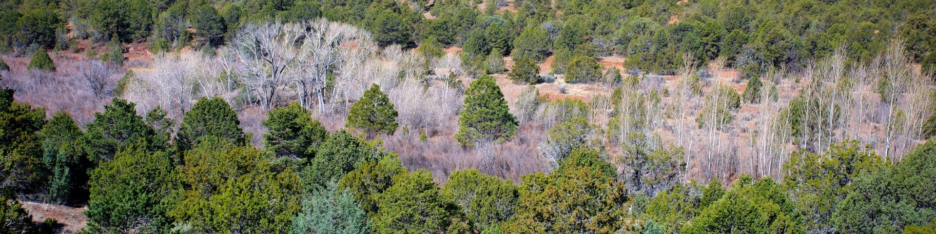 Pecos National Historical Park showing forest scenes and landscape views