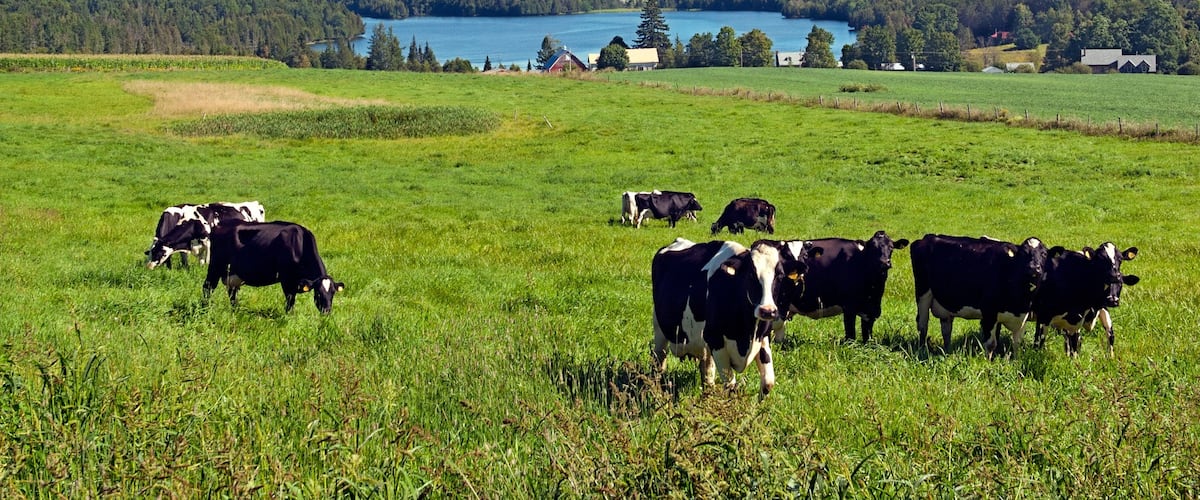 St. Johnsbury showing farmland