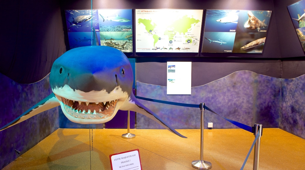 Sea Museum showing marine life