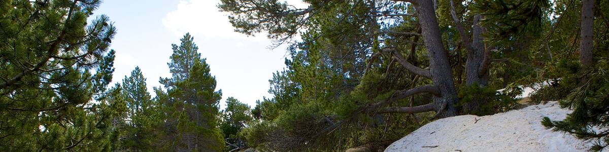 Font-Romeu-Odeillo-Via mit einem Waldmotive