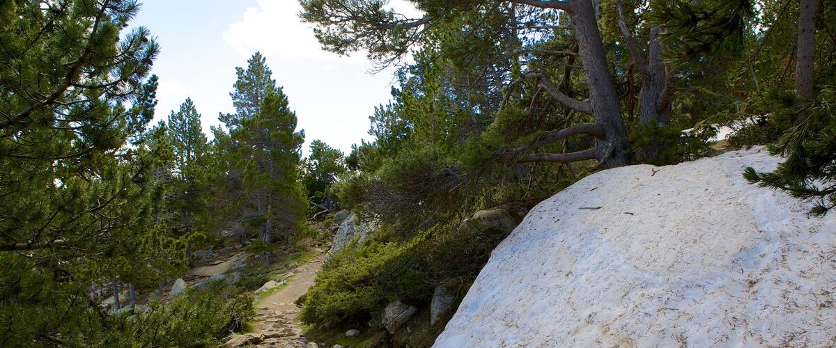 Font-Romeu-Odeillo-Via featuring forests