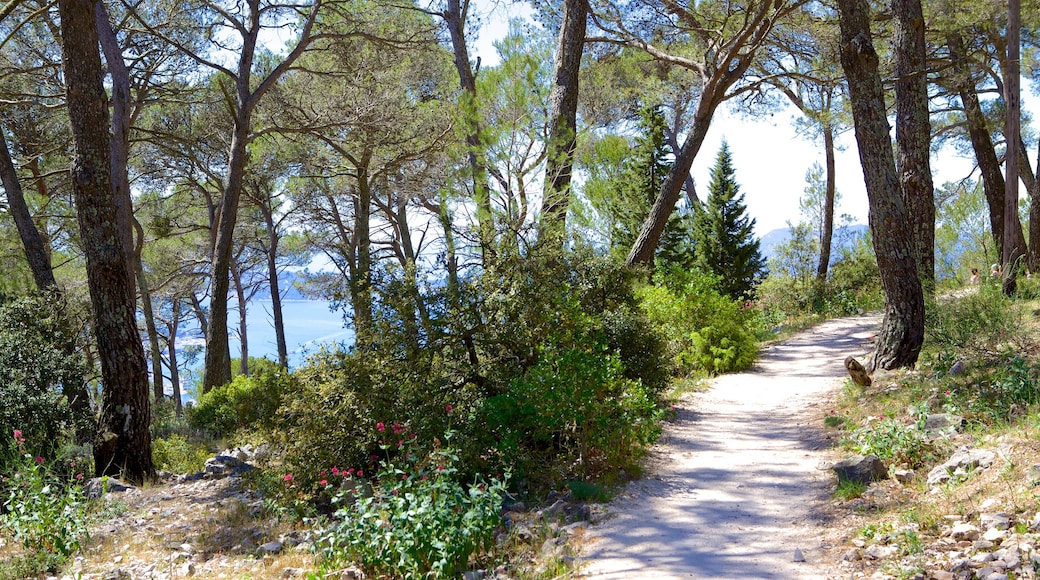 Mont Faron showing hiking or walking