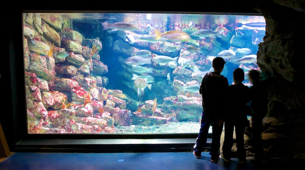 Mare Nostrum Aquarium showing marine life and interior views