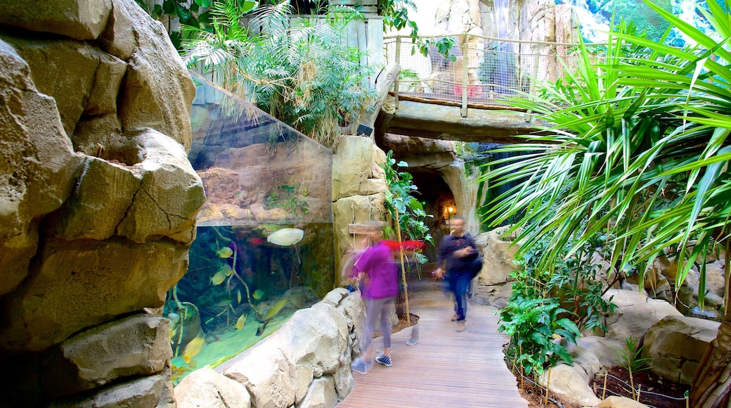 Mare Nostrum Aquarium which includes marine life and interior views