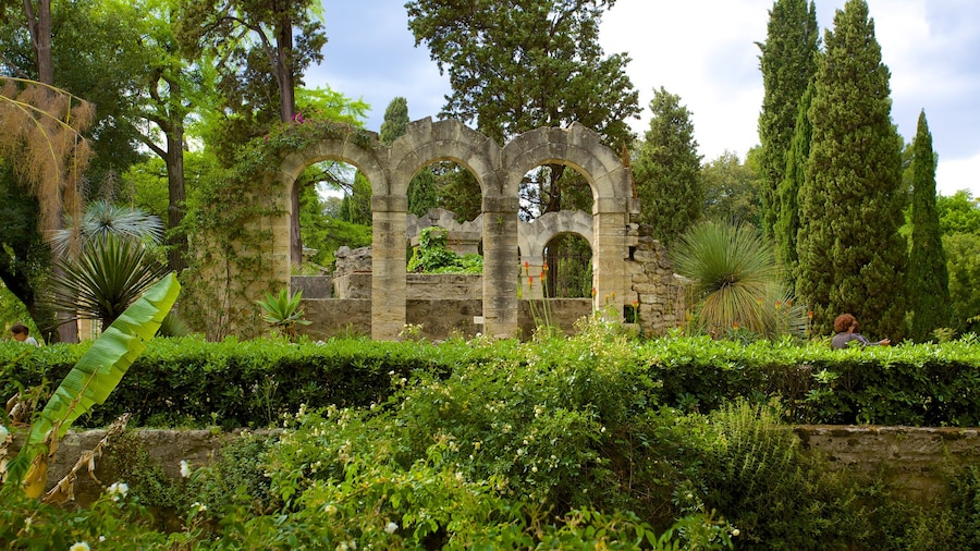 Jardin des plantes de Montpellier qui includes parc et ruine