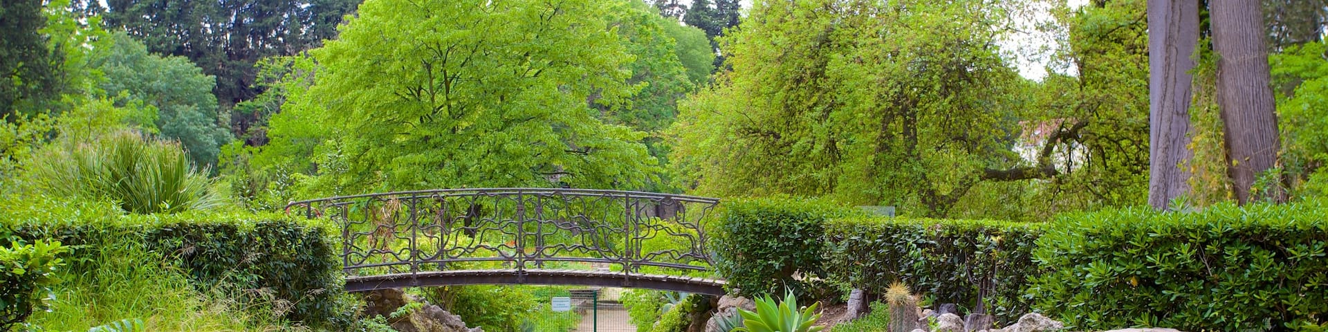 Jardin des plantes de Montpellier showing a bridge and a garden