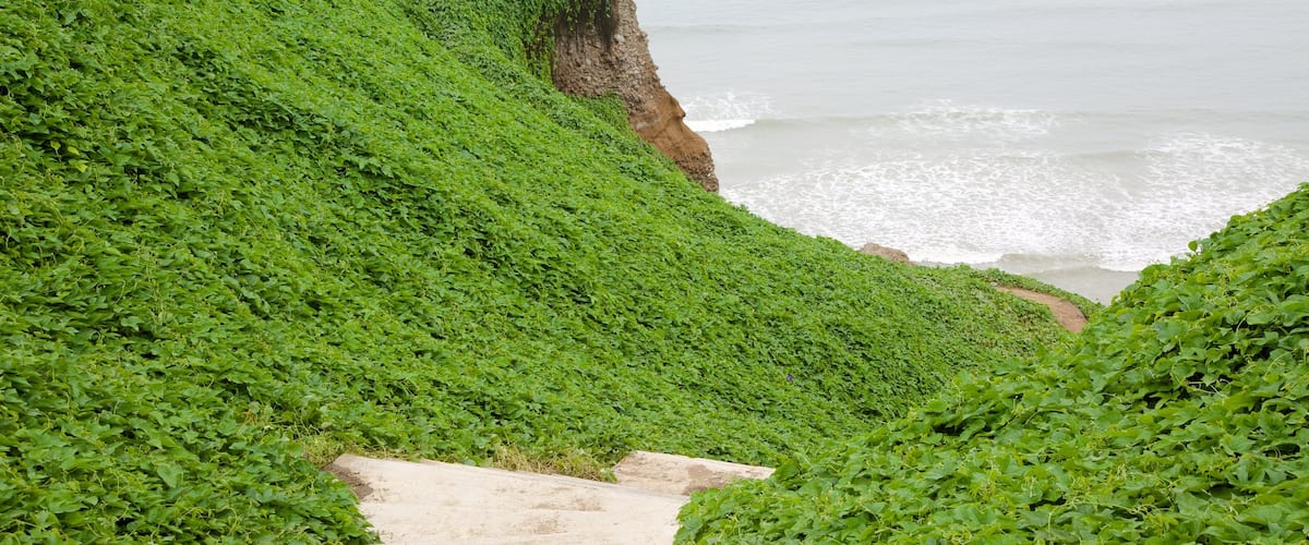 Lima featuring general coastal views