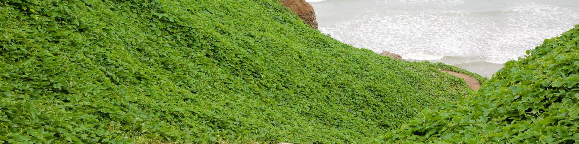 Lima featuring general coastal views