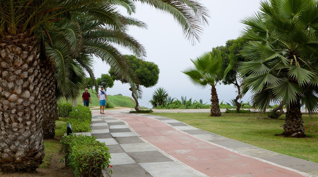 Lima featuring tropical scenes and a garden