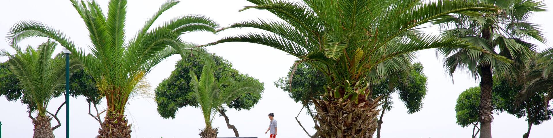 Lima which includes flowers, a garden and tropical scenes